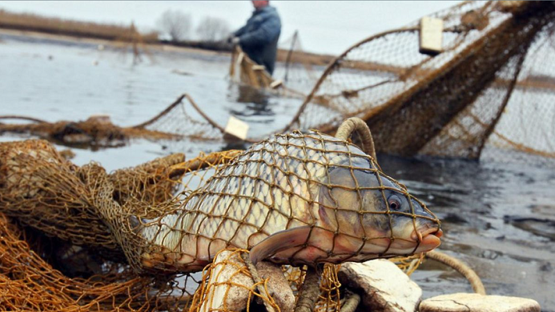 Кабмін пропонує карати обмеженням волі до трьох років за незаконне рибальство