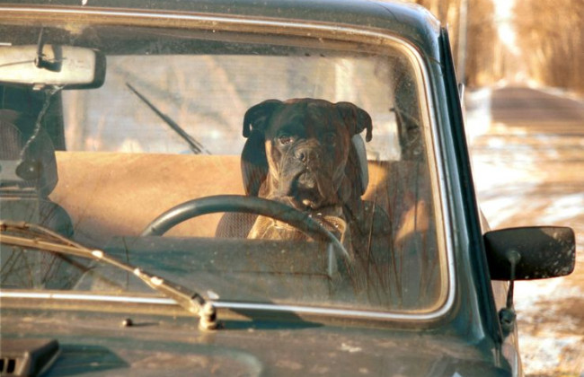 Как быстро и дешево убрать шерсть животных с кресел автомобиля: лайфхак от бывалого водителя