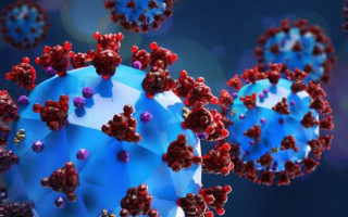 Коронавирус против гриппа: как борются вирусы за организм человека