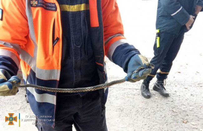 Змея в автомобиле: в Днепре водители обнаружили в своих машинах пресмыкающихся, фото