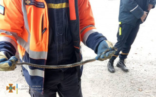 Змея в автомобиле: в Днепре водители обнаружили в своих машинах пресмыкающихся, фото