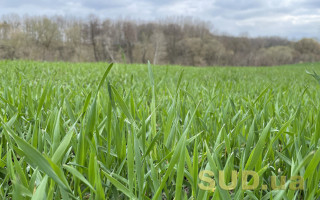 Визнання права на земельний пай: судова практика