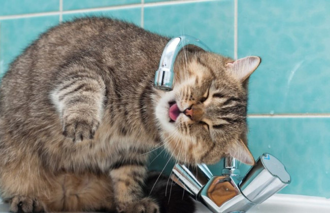 Киян попереджають про відключення водопостачання: стали відомі адреси