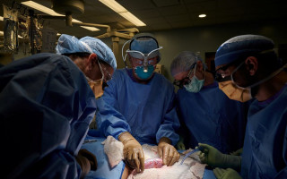 В США впервые успешно пересадили почку свиньи человеку