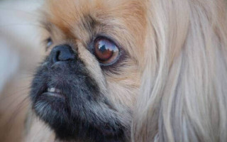 Месть родственникам: мужчина убил собаку и бросил в колодец