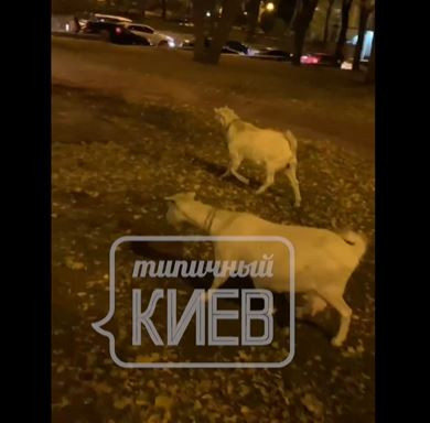 В центре Киева заметили пасущихся коз: видео