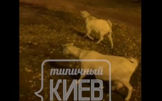В центре Киева заметили пасущихся коз: видео