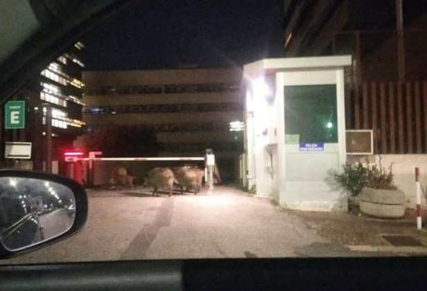 В Риме группа диких кабанов пыталась попасть в суд