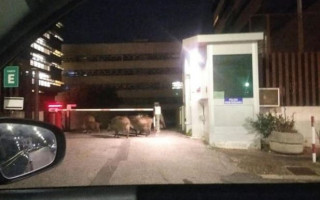 В Риме группа диких кабанов пыталась попасть в суд