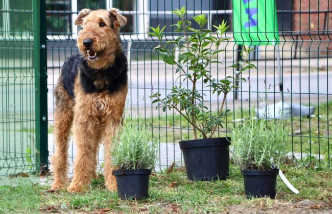 В Україні відкрився перший сенсорний сад для собак: подробиці