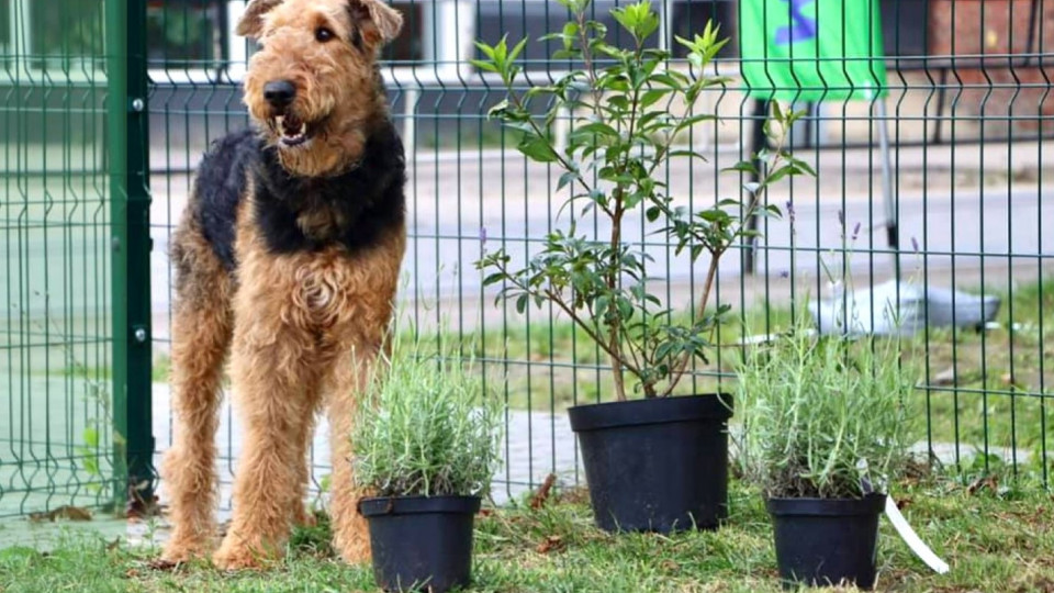 В Україні відкрився перший сенсорний сад для собак: подробиці