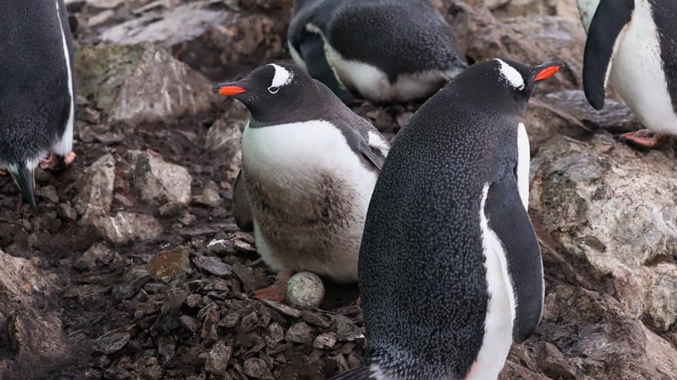 Пінгвіни біля станції  «Вернадського» знесли перше яйце: скоро буде поповнення в сім’ї