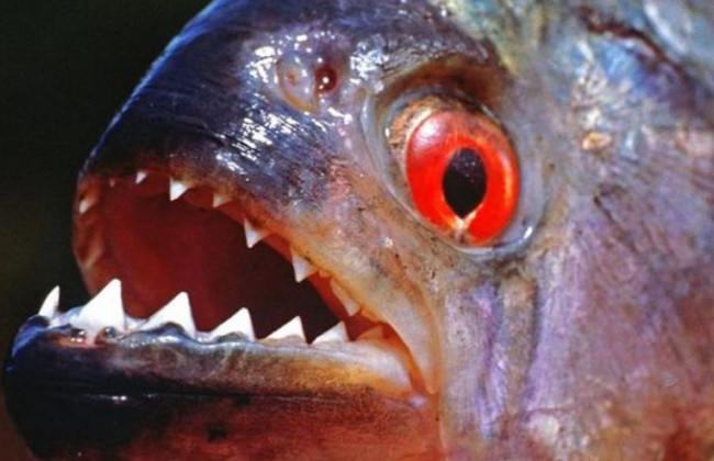 Спасаясь от пчел, мужчина прыгнул в воду и стал жертвой пираний