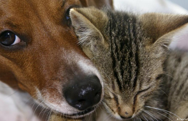 Як попередити COVID-19 у тварин: названі перші симптоми