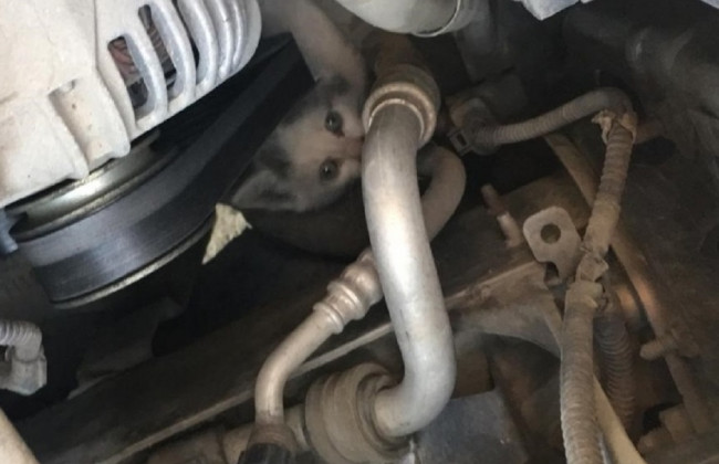 «Безбилетный пассажир»: котенок проехал в двигателе 100 км