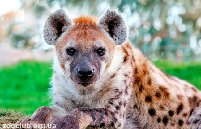В США обнаружили COVID-19 у двух гиен в зоопарке Денвера