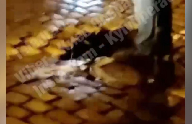 В Киеве на улице Владимирской на дороге открылся «портал в подземелье», видео