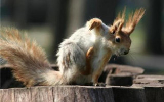 Карантин из-за бешеной белки: пострадали две улицы Черновцов