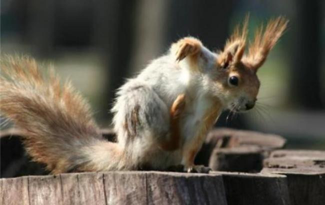 Карантин из-за бешеной белки: пострадали две улицы Черновцов