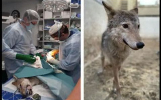 От собак до волков и лисиц: в Киеве женщина развела в квартире зоопарк