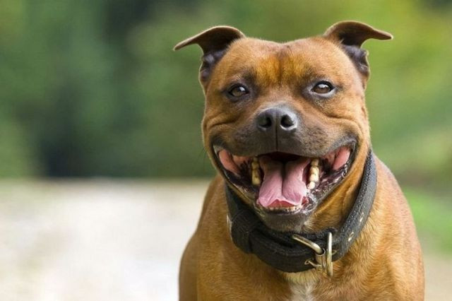 Кабмін оновить перелік небезпечних порід собак: кого з нього виключать