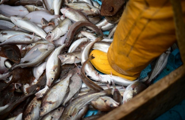 Кабмин изменил порядок получения разрешений на хозяйственный вылов рыбы