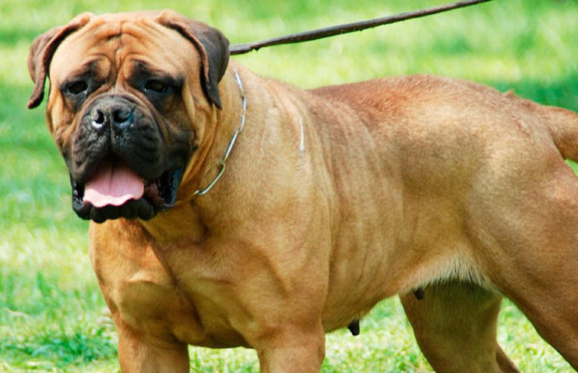 Кабмін затвердив перелік небезпечних порід собак, список