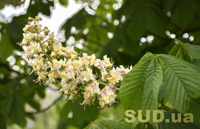 В Киеве расцвели каштаны: фото погодной аномалии