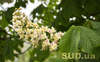 В Киеве расцвели каштаны: фото погодной аномалии