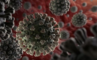 Стало известно, сколько держится природный иммунитет от коронавируса