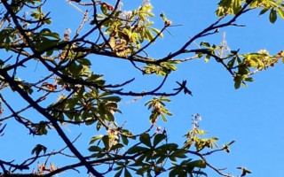 В Киеве заметили природную аномалию