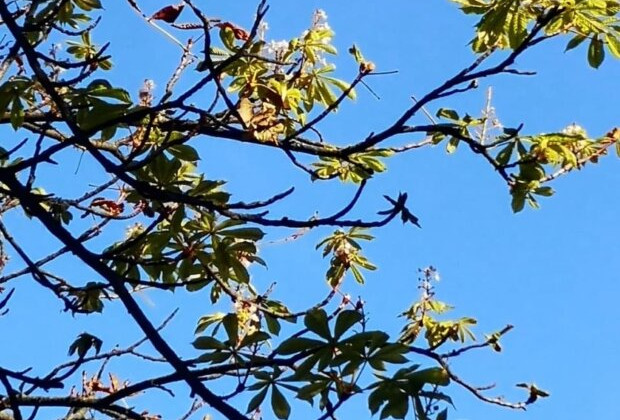 В Киеве заметили природную аномалию