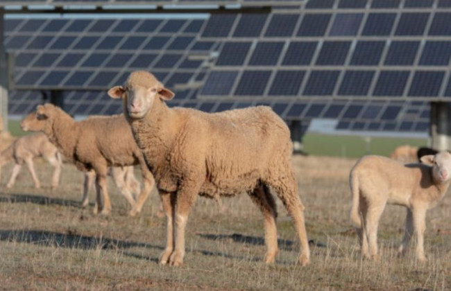 В Volkswagen «наняли» стадо овец: для чего они нужны, фото