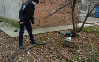 В Шостке возле мусорных баков обнаружили мертвого питона: фото экзотической находки