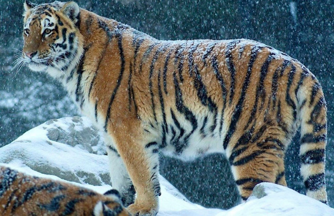 Вспышка COVID-19 в зоопарках США: умерли три редких животных