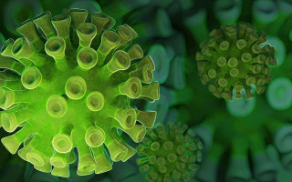 Ученые объяснили, почему мутирует коронавирус