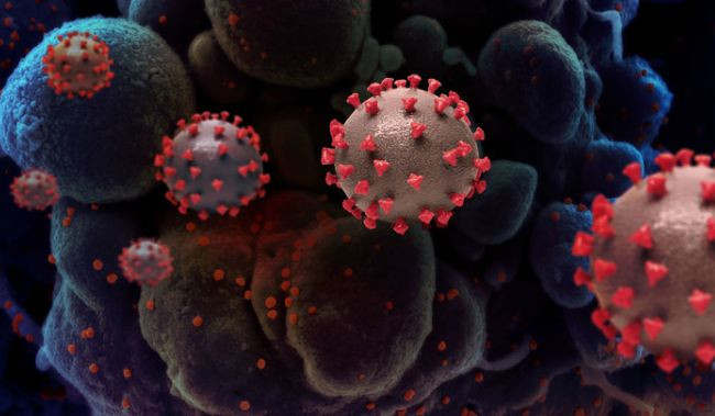 Стало известно, чем опасна мутация коронавируса «Дельта плюс»