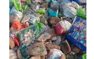 В Луцке выбросили сотни буханок хлеба: украинцев возмутило видео с «хлебной свалки»