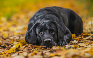 У львів’янки конфіскують лабрадора за укус пасажирки неправильно припаркованого авто