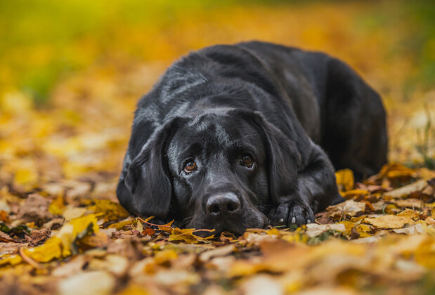 У львів’янки конфіскують лабрадора за укус пасажирки неправильно припаркованого авто
