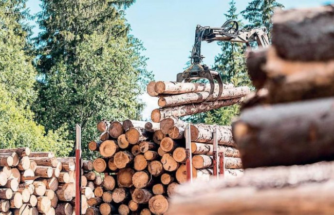 Рада прийняла за основу законопроект про ринок деревини