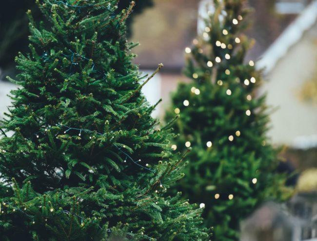 Новый год-2022: стали известны цены на елки к празднику