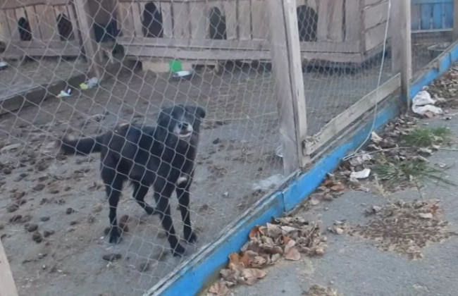 В приюте под Киевом жестоко издевались над животными