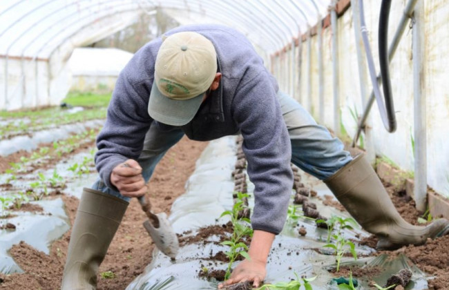 Для ФОПів-власників сільськогосподарських угідь вводять нові правила оподаткування