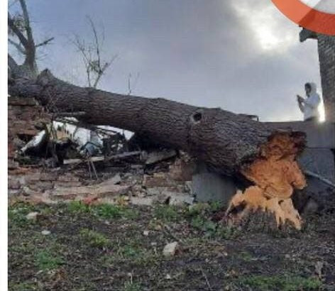 Невдала парковка: у Києві дерево розтрощило СТО