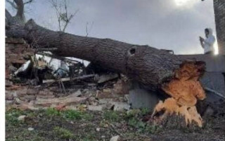 Невдала парковка: у Києві дерево розтрощило СТО