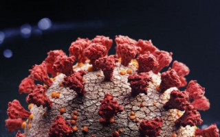 ECDC: «Омикрон» может стать доминирующим в Европе за несколько месяцев