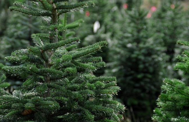 Аллергены и плесень: предупредили об опасности живых новогодних елок