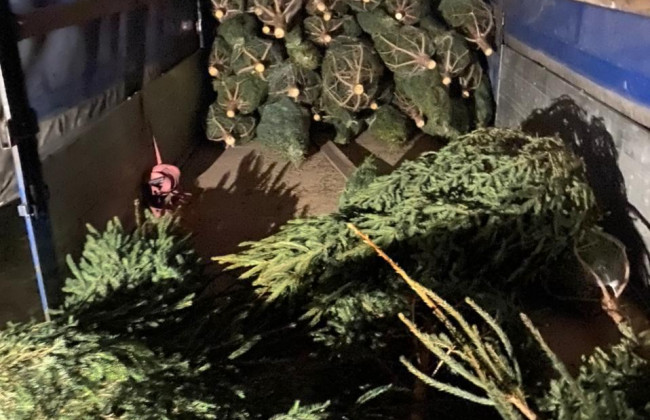 Подготовка к Новому году: на Волыни остановили фуру с нелегально срубленными елками