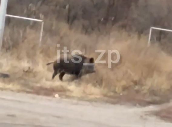 По улицам Запорожья разгуливал дикий кабан